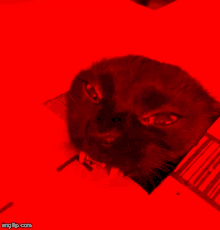 Red Black GIF - Red Black Cat GIFs