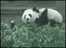 Panda Hungry GIF - Panda Hungry Yeet GIFs