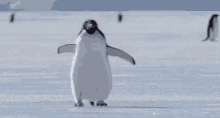Penguin Walk GIF