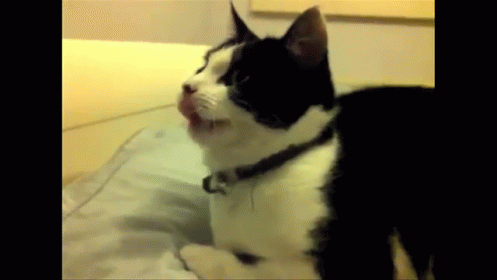 Cheering Cute GIF - Cheering Cute Cat - Discover & Share GIFs