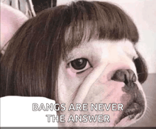a dog wearing a wig with the words bangs are never the answer written below it