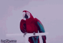 Parrot Ava GIF - Parrot Ava Max GIFs
