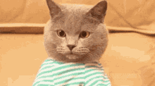 Typing Typing Fast GIF - Typing Typing Fast Cat GIFs