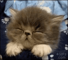 Sleeping Cat Instead GIF - Sleeping Cat Instead Of GIFs