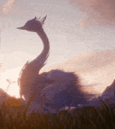 a purple bird with a long neck is standing in the grass at sunset