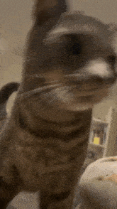 Findus Cat GIF - Findus Cat Cat Kiss GIFs
