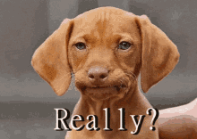 a brown puppy with a funny face and the words really on the bottom