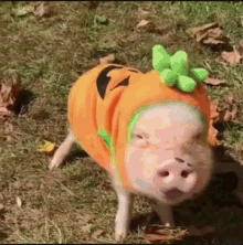 Pigs Halloween GIF - Pigs Halloween GIFs