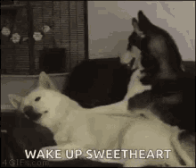 Wake Up Dogs GIF