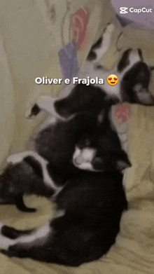 Gatos Oliver E Frajola GIF - Gatos Oliver E Frajola GIFs