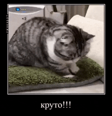 a cat is laying on a green rug on a couch .