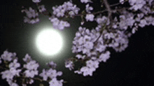 a full moon shines brightly through the branches of a cherry blossom tree .