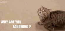 Why Are You Laughing Cat GIF - Why Are You Laughing Cat Animals GIFs