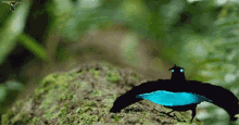 vogelkop superb bird of paradise animal