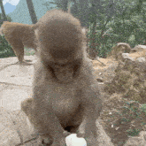 a monkey is sitting on a rock looking at something