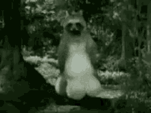 Anime Raccoon GIF
