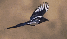 a black and white bird is flying in the air