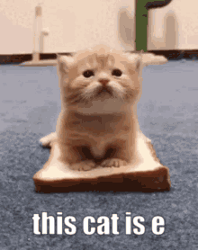 This Cat Is Ee GIF