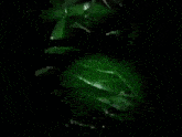 a close up of a green leaf with water drops on it in the dark .