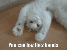 Haz Thez Handz Cat Paws GIF - Haz Thez Handz Cat Paws You Can Have These Hands GIFs