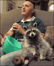 Eating Popcorn Raccoon GIF - Eating Popcorn Raccoon Funny Animals GIFs
