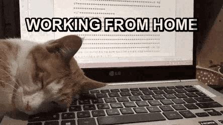 Wfh Working From Home GIF - Wfh Working From Home Cats Ruin Everything -  Discover & Share GIFs