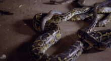House Of Snakes GIF - Whodunnit Abc Snakes GIFs