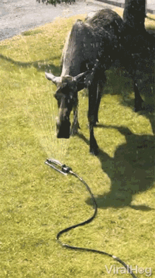 Moose Cooling Off GIF - Moose Cooling Off So Hot Out GIFs