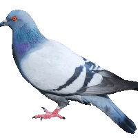Pigeon Backflip Sticker - Pigeon Backflip Stickers