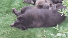 Bear Viralhog GIF - Bear Viralhog Sleeping GIFs