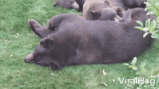 sleeping bears