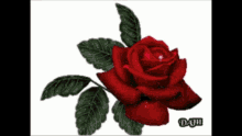 Amor Te Amo GIF - Amor Te Amo Red Rose GIFs