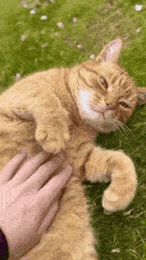 a person is petting a cat that is laying in the grass