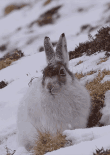 Morning Snow Rabbit GIF
