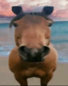 a close up of a horse 's face with a blurred background