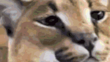 a close up of a lion 's face with a blurry background