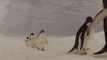 Here We Are World Penguin Day GIF