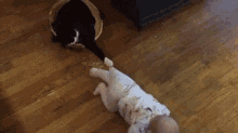Baby Cat GIF - Baby Cat Dont Go GIFs