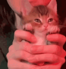 Cat Kitten GIF - Cat Kitten GIFs