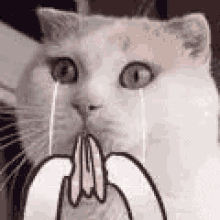 2nfgif Crying Cat GIF