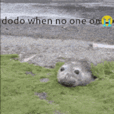 a picture of a seal with the words dodo when no one on