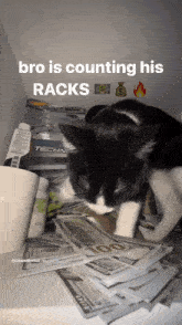 Cat Cat Counting Money GIF - Cat Cat Counting Money Counting His Racks GIFs