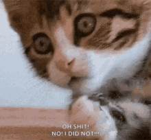 Cat Shocked GIF - Cat Shocked No I Didnt GIFs