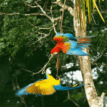 Parrot Hang GIF - Parrot Hang Hanging GIFs