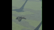 a bird is flying over a field with a shadow of a tree behind it .