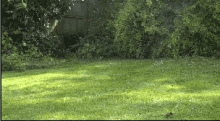 A Dog Catapulting Himself In To A Bush To Retrieve His Toy! GIF - Dog Funny Cute GIFs