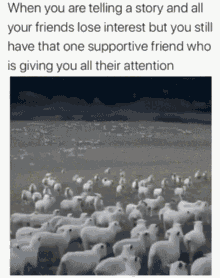 Sheep Lamb GIF - Sheep Lamb Attention GIFs