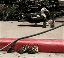 Ducklings Help GIF - Ducklings Help Step GIFs