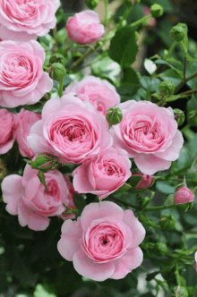 Pink Rose3 GIF - Pink Rose3 GIFs