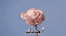 وروود GIF - Flowers Flower Rose GIFs